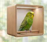 budgerigar ( pair)