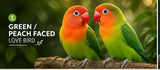 love bird( pair)