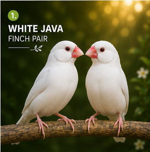 White Java Finch Pair