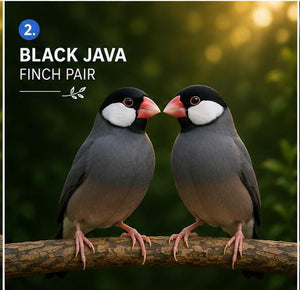 Black Java Finch Pair