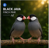 Black Java Finch Pair