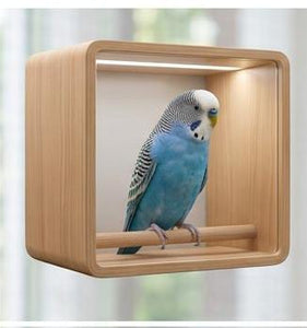 budgerigar ( pair)