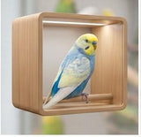 budgerigar ( pair)