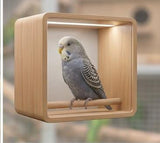 budgerigar ( pair)