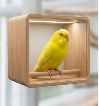 budgerigar ( pair)