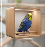 budgerigar ( pair)
