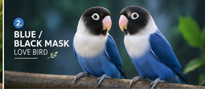 love bird( pair)