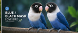 love bird( pair)