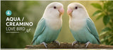 love bird( pair)