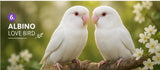 love bird( pair)