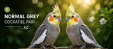 cockatiel pair