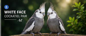 cockatiel pair