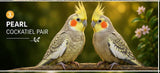 cockatiel pair
