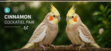 cockatiel pair