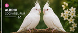 cockatiel pair
